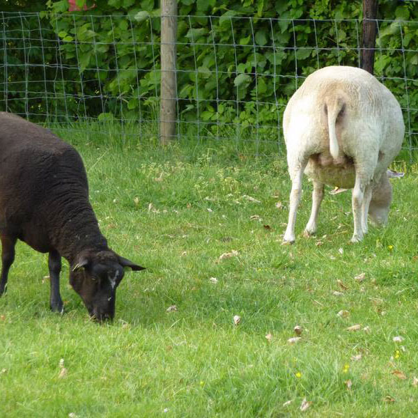camping-trintelen-16